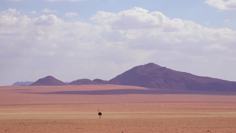 A-very-lonely-ostrich-walks-on-the-plains-of-Africa-in-the-Namib-desert-Namibia