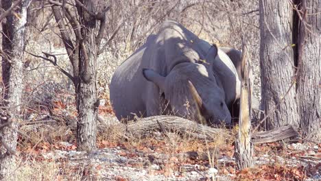 Un-Rinoceronte-Blanco-Africano-Con-Cuerno-Se-Sienta-Bajo-Un-árbol-En-El-Calor-Del-Parque-Nacional-De-Etosha,-Namibia