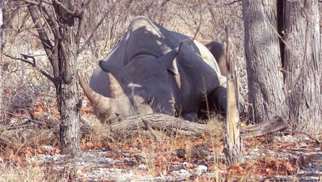 An-African-white-rhino-with-horn-sits-under-a-tree-in-the-heat-of-Etosha-National-Park-Namibia-1