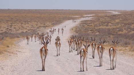 Springbok-Gacela-Antílope-Caminar-A-Lo-Largo-De-Un-Camino-De-Tierra-Y-Cruzando-La-Sabana-Africana-En-El-Parque-Nacional-De-Etosha,-Namibia