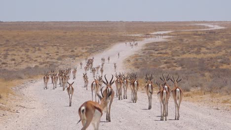 Springbok-Gacela-Antílope-Caminar-Por-Un-Camino-De-Tierra-Y-Cruzando-La-Sabana-Africana-En-El-Parque-Nacional-De-Etosha,-Namibia-1