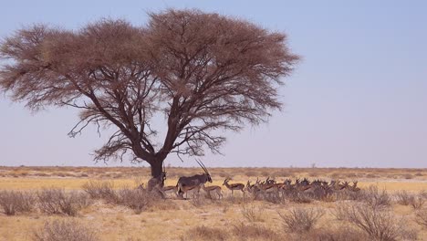Springbock-Gazellen-Antilope-Sitzen-Im-Schatten-Unter-Einem-Baum-In-Der-Trockenen,-Von-Dürre-Heimgesuchten-Wüste-Im-Etosha-Nationalpark,-Namibia
