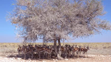 Springbock-Gazellen-Antilope-Sitzen-Im-Schatten-Unter-Einem-Baum-In-Der-Trockenen,-Von-Dürre-Heimgesuchten-Wüste-Im-Etosha-Nationalpark,-Namibia-1