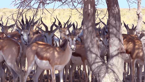 Springbock-Gazellen-Antilope-Sitzen-Im-Schatten-Unter-Einem-Baum-In-Der-Trockenen,-Von-Dürre-Heimgesuchten-Wüste-Im-Etosha-Nationalpark,-Namibia-2