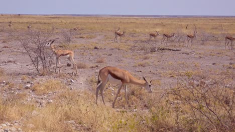 Springbock-Gazelle-Antilope-Spaziergang-Durch-Die-Afrikanische-Savanne-Im-Etosha-Nationalpark-Namibia