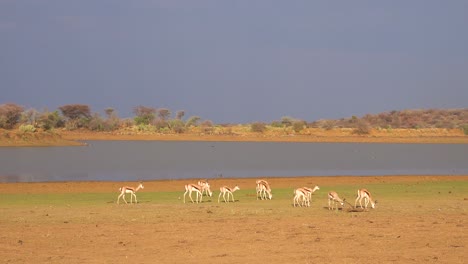 Springbok-gazelle-antelope-walk-near-a-watering-hole-in-Erindi-Park-Namibia