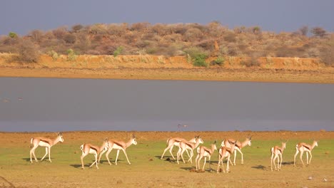 Springbock-Gazelle-Antilope-Spaziergang-In-Der-Nähe-Einer-Wasserstelle-Im-Erindi-Park,-Namibia-1