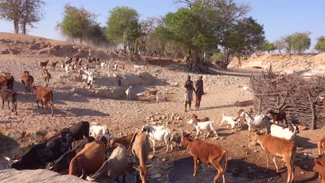 Zwei-Afrikanische-Hirten-Treiben-Hunderte-Von-Ziegen-Zu-Einer-Wasserstelle-Im-Ländlichen-Afrika-Namibia-Damaraland