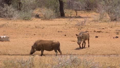 Warthogs-roam-on-the-plains-of-Africa