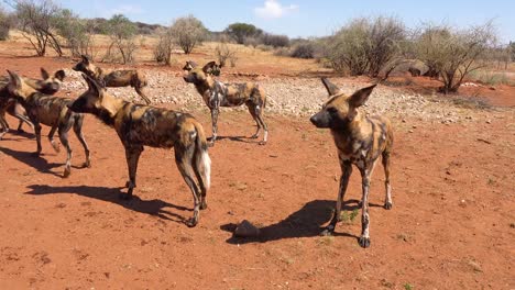 Rare-and-endangered-African-wild-dogs-roam-the-savannah-in-Namibia-Africa