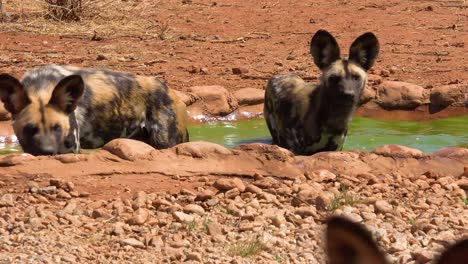 Seltene-Und-Gefährdete-Afrikanische-Wildhunde-Durchstreifen-Die-Savanne-In-Namibia-Afrika-1