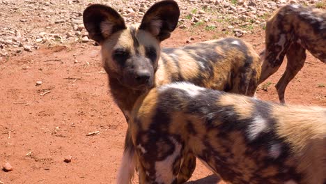 Seltene-Und-Gefährdete-Afrikanische-Wildhunde-Durchstreifen-Die-Savanne-In-Namibia-Afrika-2