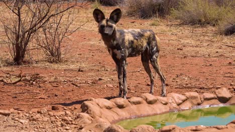 Seltene-Und-Gefährdete-Afrikanische-Wildhunde-Durchstreifen-Die-Savanne-In-Namibia-Afrika-5