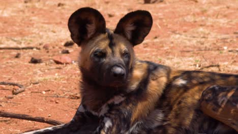 Rare-and-endangered-African-wild-dogs-with-huge-ears-roam-the-savannah-in-Namibia-Africa