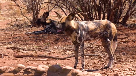 Seltene-Und-Gefährdete-Afrikanische-Wildhunde-Mit-Riesigen-Ohren-Durchstreifen-Die-Savanne-In-Namibia-Afrika-1