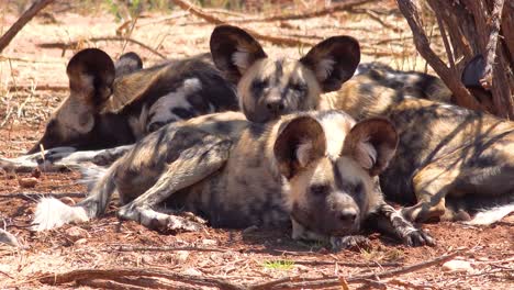 Rare-and-endangered-African-wild-dogs-with-huge-ears-roam-the-savannah-in-Namibia-Africa-2