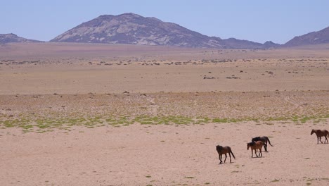 Wild-and-endangered-horses-walk-across-the-Namib-Desert-in-Namibia-Africa-1
