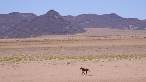Wild-and-endangered-horse-runs-across-the-Namib-Desert-in-Namibia-Africa