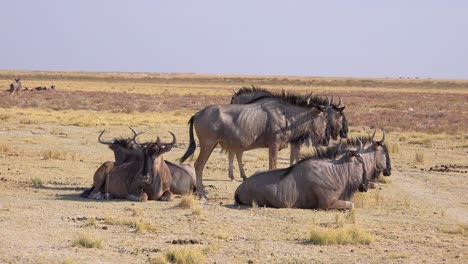 Gnus-Sitzen-In-Der-Savanne-Afrikas-Im-Etosha-Nationalpark-Namibia