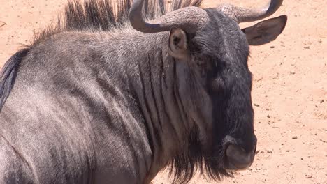 Profil-Eines-Gnus-In-Der-Savanne-Afrikas-Im-Etosha-Nationalpark-Namibia