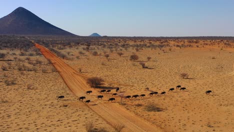 Drone-aerial-of-black-wildebeest-running-on-the-plains-of-Africa-Namib-desert-Namibia