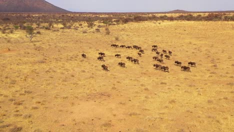 Excellent-drone-aerial-of-black-wildebeest-running-on-the-plains-of-Africa-Namib-desert-Namibia-5