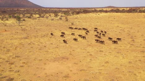 Ausgezeichnete-Drohnenantenne-Von-Schwarzen-Gnus,-Die-Auf-Den-Ebenen-Afrikas-Namib-Wüste-Namibia-Laufen-5