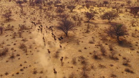 Ausgezeichnete-Drohnenantenne-Von-Schwarzen-Gnus,-Die-Auf-Den-Ebenen-Afrikas-Namib-Wüste-Namibia-Laufen-6