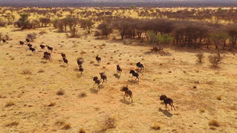Excellent-drone-vista-aérea-of-black-wildebeest-running-on-the-plains-of-Africa-Namib-desert-Namibia-9