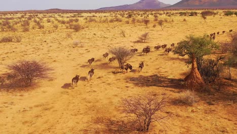 Ausgezeichnete-Drohnenantenne-Von-Schwarzen-Gnus,-Die-Auf-Den-Ebenen-Afrikas-Namib-Wüste-Namibia-Laufen-10