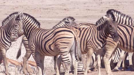 Las-Cebras-Se-Ponen-Juguetonas-En-Las-Llanuras-Del-Parque-Nacional-De-Etosha,-Namibia,-África