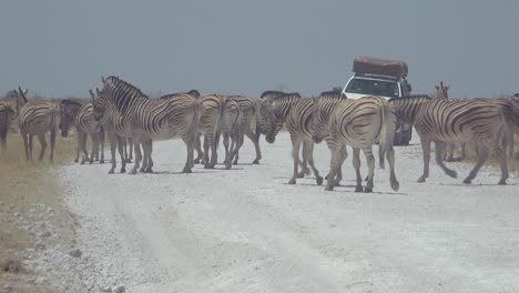 Un-Vehículo-De-Safari-Se-Acerca-A-Grandes-Manadas-De-Cebras-Polvorientas-En-El-Parque-Nacional-De-Etosha,-Namibia,-África