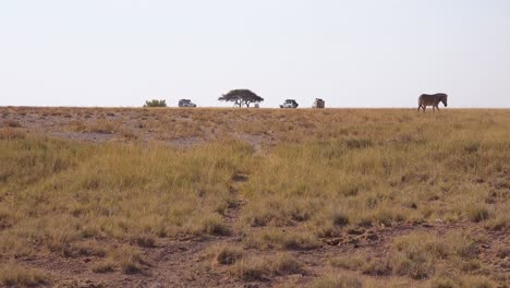 Hermosa-Foto-Lejana-De-Una-Cebra-Caminando-Por-El-Parque-Nacional-De-Etosha,-Namibia-Con-Vehículos-De-Safari-Observando-En-La-Distancia