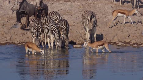 Zebras-Gnus-Und-Sprinkbock-Antilopen-Trinken-Aus-Einer-Wasserstelle-Im-Etosha-Nationalpark-Namibia-Afrika