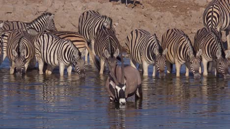 Zebras-Und-Oryx-Trinken-Aus-Einer-Wasserstelle-Im-Etosha-Nationalpark-Namibia-Afrika