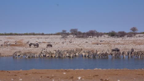 Zebras-Und-Gnus-Trinken-Aus-Einer-Wasserstelle-Im-Etosha-Nationalpark-Namibia-Afrika