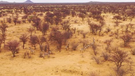 Excelente-Antena-De-Vida-Silvestre-De-Cebras-Corriendo-En-Las-Llanuras-De-África-Erindi-Park-Namibia