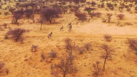 Excellent-wildlife-vista-aérea-of-zebras-running-on-the-plains-of-Africa-Erindi-Park-Namibia-1