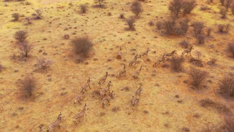 Ausgezeichnete-Tierwelt-Luftaufnahme-Von-Zebras,-Die-Auf-Den-Ebenen-Afrikas-Laufen-Erindi-Park-Namibia-4