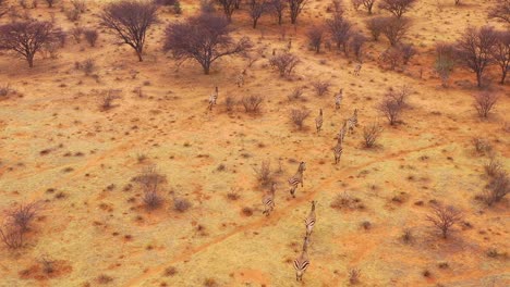 Excelente-Antena-De-Vida-Silvestre-De-Cebras-Corriendo-En-Las-Llanuras-De-África-Erindi-Park-Namibia-5