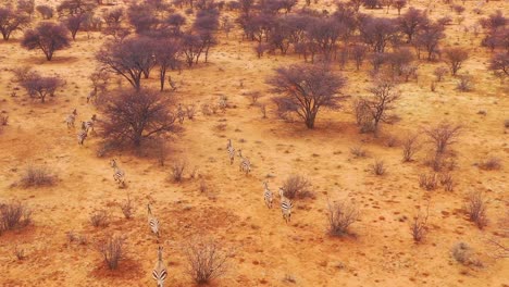 Excelente-Antena-De-Vida-Silvestre-De-Cebras-Corriendo-En-Las-Llanuras-De-África-Erindi-Park-Namibia-6