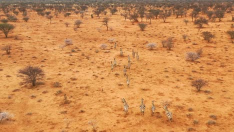 Ausgezeichnete-Wild-Lebende-Luftaufnahmen-Von-Zebras,-Die-Auf-Den-Ebenen-Afrikas-Laufen-Erindi-Park-Namibia-7