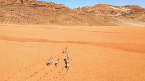 Excellent-wildlife-aerial-of-zebras-running-in-the-Namib-desert-of-Africa-Namibia