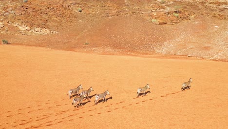 Ausgezeichnete-Wild-Lebende-Luftaufnahmen-Von-Zebras,-Die-In-Der-Namib-wüste-Von-Afrika-Namibia-Laufen-1