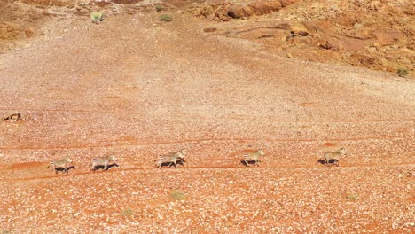 Ausgezeichnete-Wild-Lebende-Luftaufnahmen-Von-Zebras,-Die-In-Der-Namib-wüste-Von-Afrika-Namibia-Laufen-2