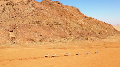 Ausgezeichnete-Wild-Lebende-Luftaufnahmen-Von-Zebras,-Die-In-Der-Namib-wüste-Von-Afrika-Namibia-Laufen-3