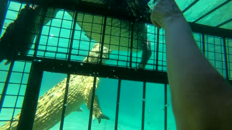 A-woman-cage-diver-shakes-hands-with-Zambezi-River-crocodiles-in-Zimbabwe-Africa-1