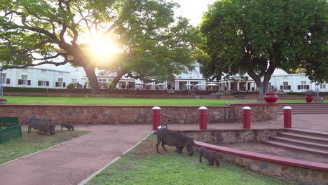 Warzenschweine-Fressen-Das-Gras-Auf-Dem-Gelände-Des-Eleganten-Victoria-Falls-Hotels-In-Simbawbwe-2