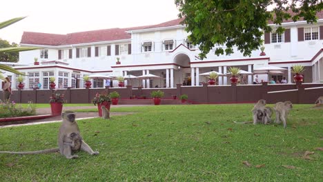 Vervet-monkeys-play-on-the-grounds-of-the-elegant-and-luxurious-Victoria-Falls-Hotel