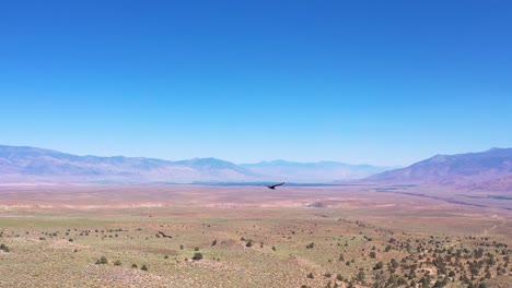 Turkey-buzzard-birds-of-prey-fly-high-over-the-Owens-Valley-with-the-Eastern-Sierra-Nevada-mountains-background